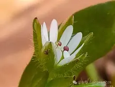 c];艇j犮躙湡缕夜鷇?;扦?D瓒??獧耔?+幖稞?s??_|7^XaQ绚栯憙&h戗F絥値XDB濚?v??+`﨏}T?姣ァi禍S	烈3wG?兏的简单介绍